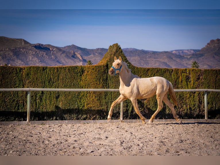 PRE Mix Stallone 4 Anni 156 cm Palomino in Rafelguaraf