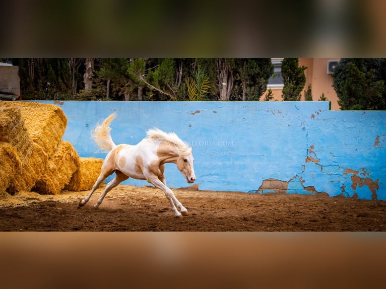 PRE Mix Stallone 4 Anni 156 cm Tobiano-tutti i colori in Valencia