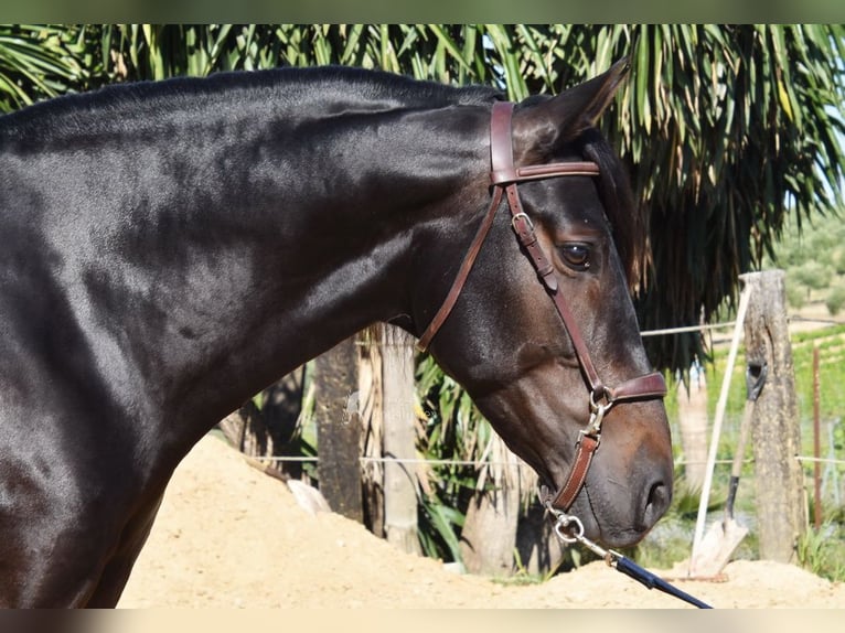 PRE Stallone 4 Anni 157 cm Baio scuro in Provinz Malaga