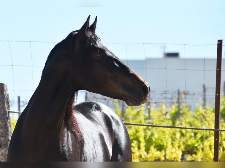 PRE Stallone 4 Anni 157 cm Baio scuro in Provinz Malaga