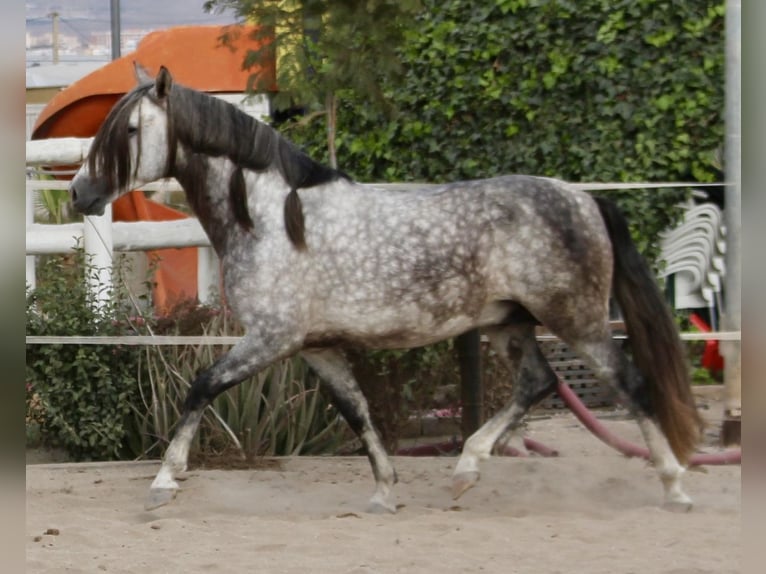 PRE Mix Stallone 4 Anni 158 cm in Almerimar