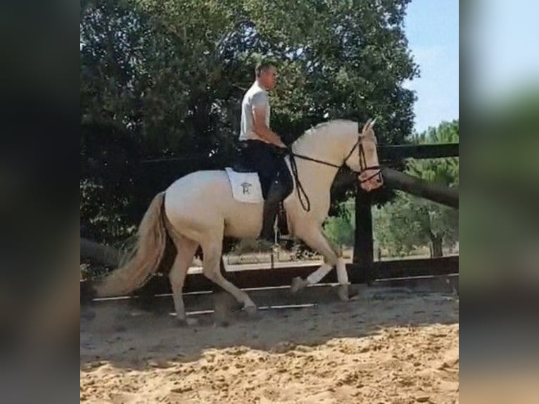 PRE Stallone 4 Anni 158 cm Cremello in Sevilla