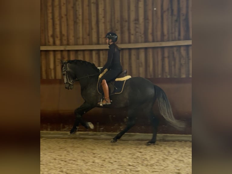 PRE Mix Stallone 4 Anni 158 cm Grigio ferro in Mamer