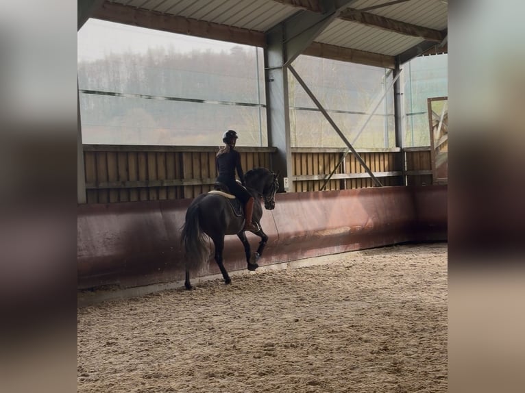 PRE Mix Stallone 4 Anni 158 cm Grigio ferro in Mamer