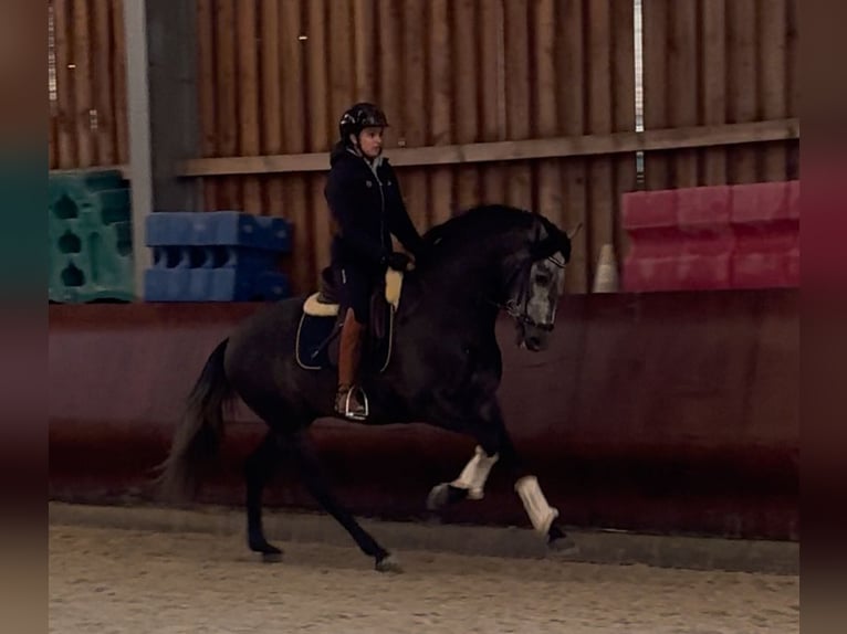 PRE Mix Stallone 4 Anni 158 cm Grigio ferro in Mamer