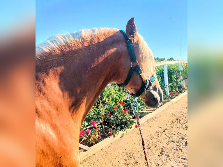 PRE Stallone 4 Anni 158 cm Palomino in Sanlucar