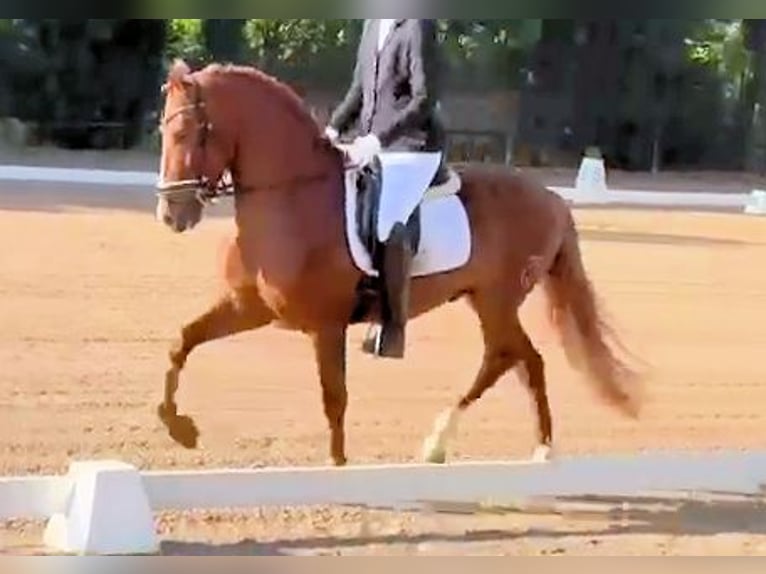PRE Mix Stallone 4 Anni 158 cm Sauro in Sanlucar De Barrameda