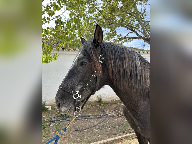 PRE Stallone 4 Anni 159 cm Grigio in Baza