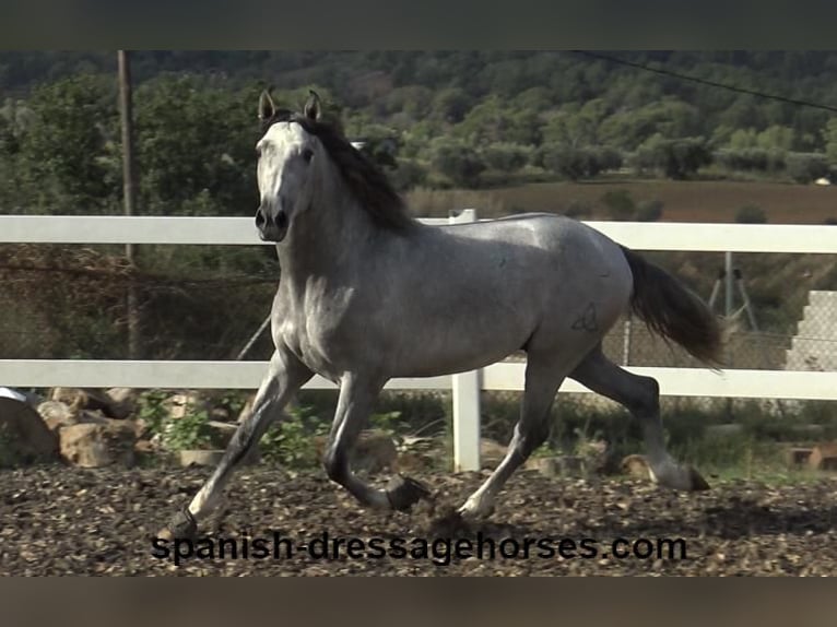 PRE Stallone 4 Anni 159 cm Grigio in Barcelona