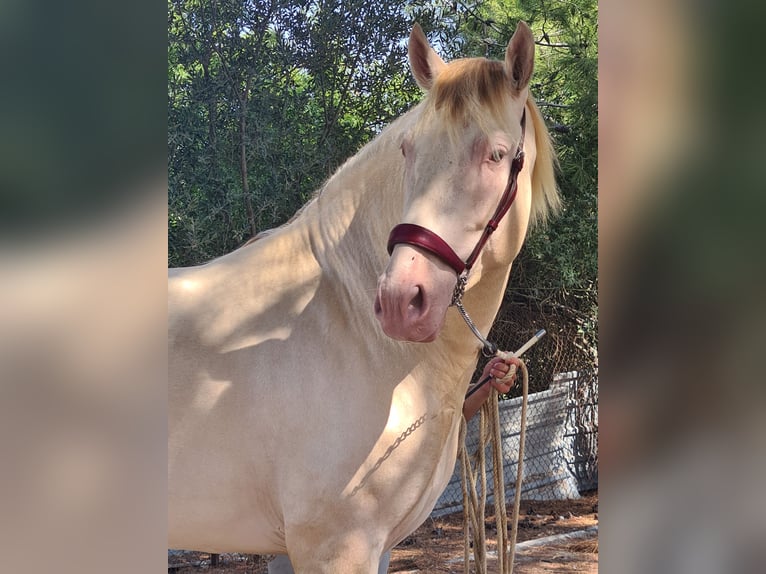 PRE Stallone 4 Anni 159 cm Perlino in Arcos de la Frontera