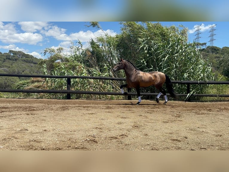 PRE Mix Stallone 4 Anni 160 cm Baio in Sant Fost Campcentelles