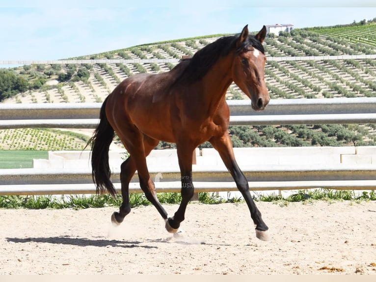 PRE Stallone 4 Anni 160 cm Baio in Provinz Cordoba