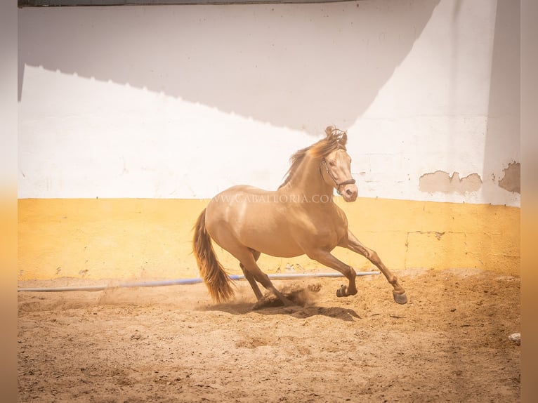 PRE Stallone 4 Anni 160 cm Champagne in Rafelguaraf