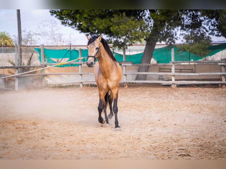 PRE Stallone 4 Anni 160 cm Falbo in Rafelguaraf