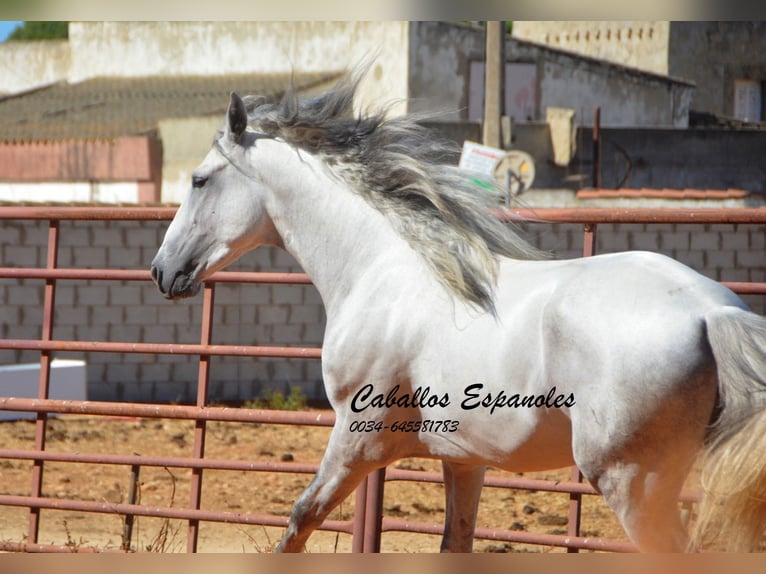 PRE Stallone 4 Anni 160 cm Grigio in vejer de la frontera