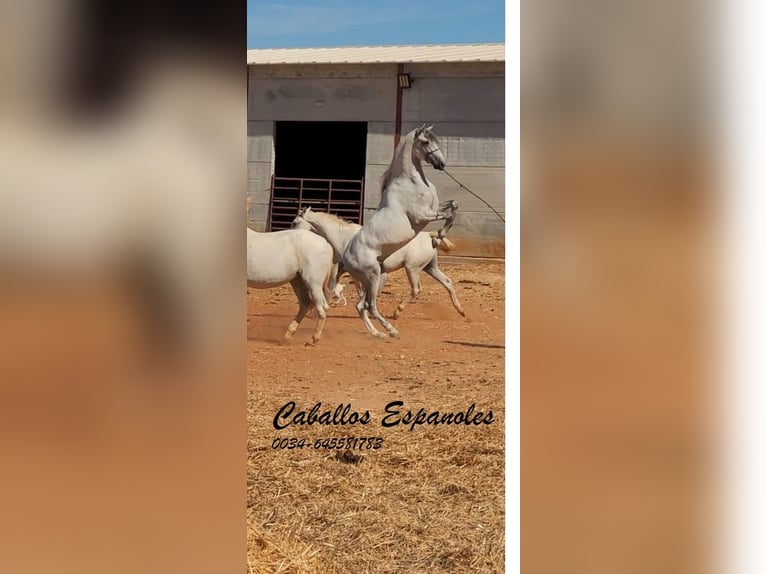 PRE Stallone 4 Anni 160 cm Grigio in vejer de la frontera