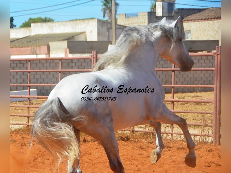 PRE Stallone 4 Anni 160 cm Grigio in vejer de la frontera