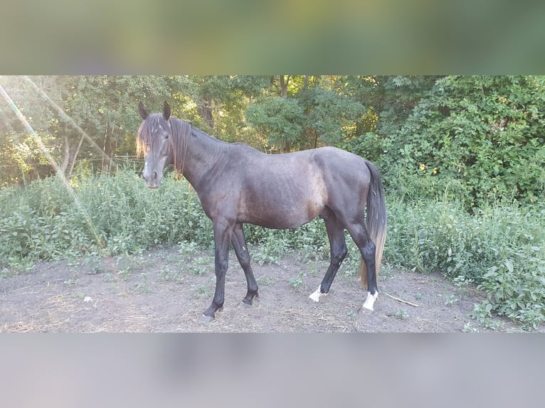 PRE Mix Stallone 4 Anni 160 cm Grigio ferro in Petersberg