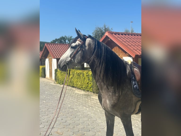 PRE Mix Stallone 4 Anni 160 cm Grigio pezzato in Neu-Anspach
