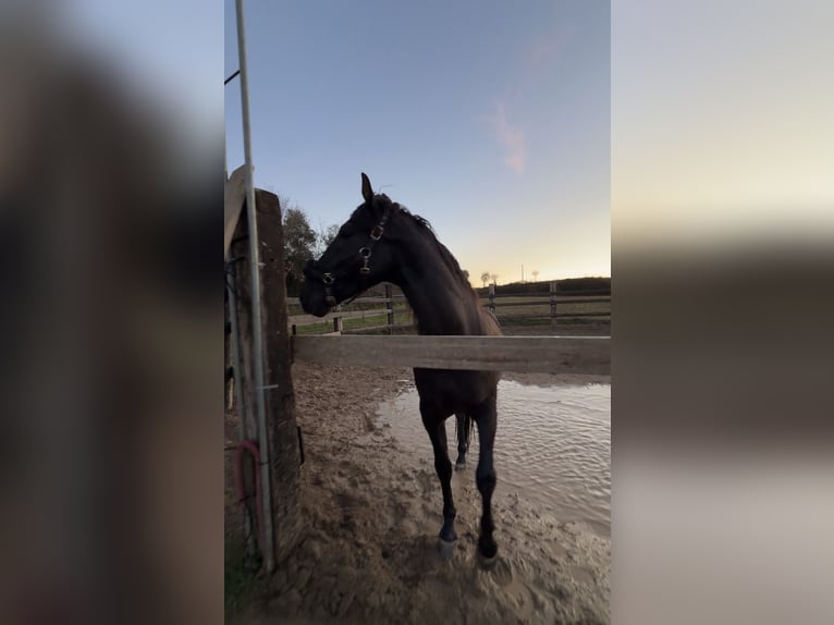 PRE Mix Stallone 4 Anni 160 cm Morello in Pedrinya (Ajuntament Crespia)