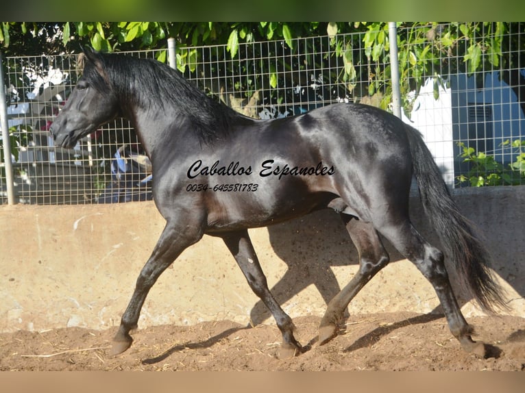 PRE Stallone 4 Anni 160 cm Morello in Vejer de la Frontera