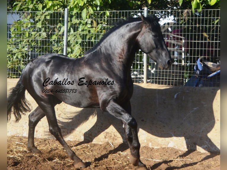 PRE Stallone 4 Anni 160 cm Morello in Vejer de la Frontera
