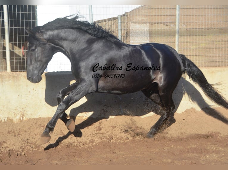 PRE Stallone 4 Anni 160 cm Morello in Vejer de la Frontera