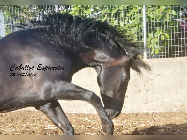 PRE Stallone 4 Anni 160 cm Morello in Vejer de la Frontera