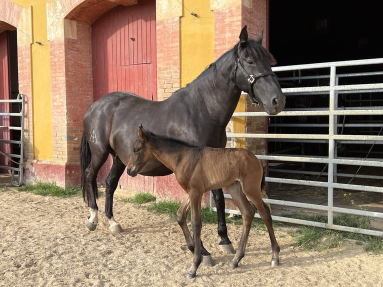 PRE Mix Stallone 4 Anni 160 cm Morello in Carmona