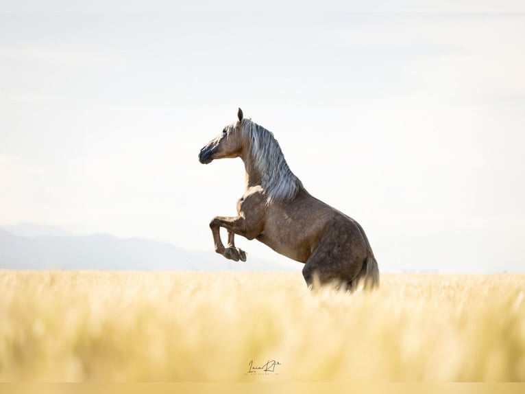 PRE Mix Stallone 4 Anni 160 cm Palomino in Hamburg