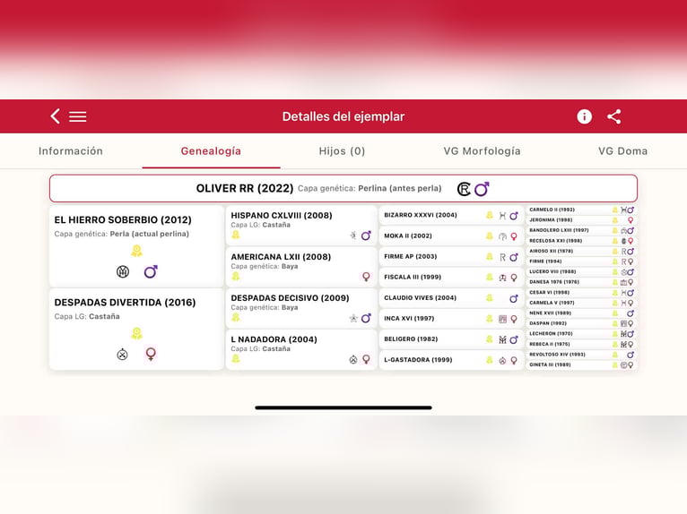 PRE Stallone 4 Anni 160 cm Perlino in Galaroza (Huelva)