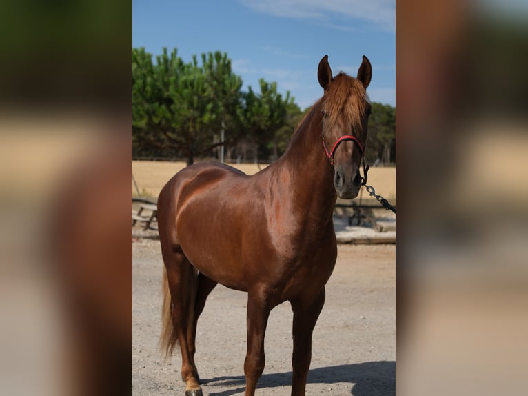 PRE Mix Stallone 4 Anni 160 cm Sauro in Hamburg