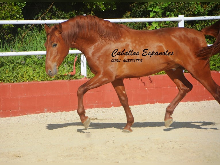 PRE Mix Stallone 4 Anni 160 cm Sauro in Vejer de la Frontera