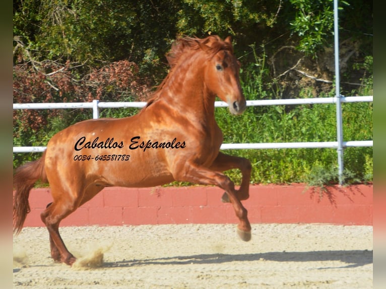 PRE Mix Stallone 4 Anni 160 cm Sauro in Vejer de la Frontera