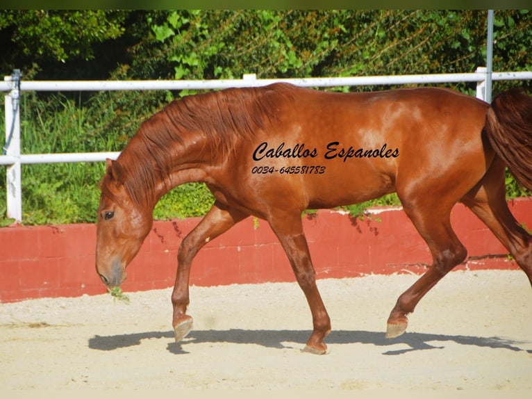 PRE Mix Stallone 4 Anni 160 cm Sauro in Vejer de la Frontera