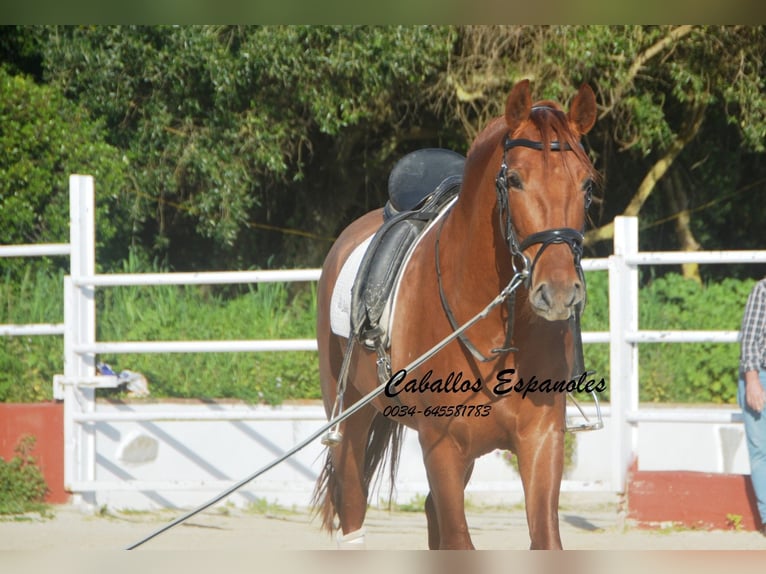 PRE Mix Stallone 4 Anni 160 cm Sauro in Vejer de la Frontera