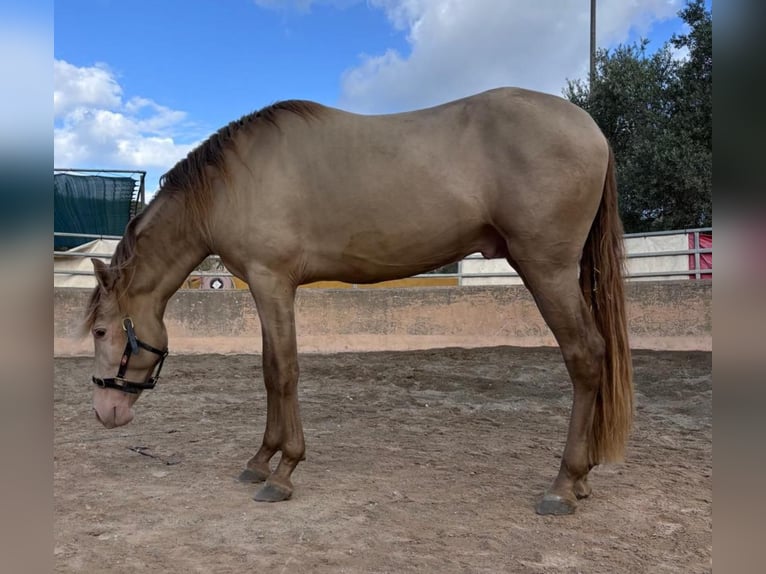 PRE Stallone 4 Anni 161 cm Champagne in Palma De Mallorca