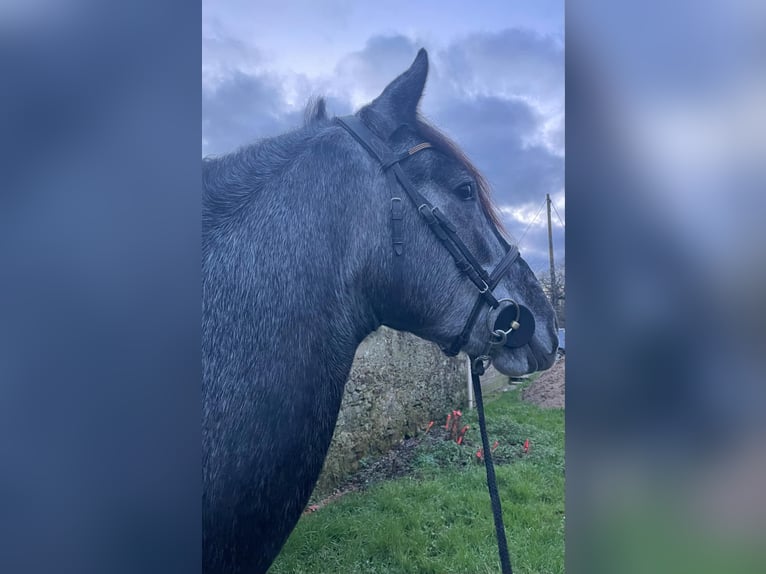 PRE Mix Stallone 4 Anni 161 cm Grigio in COEX