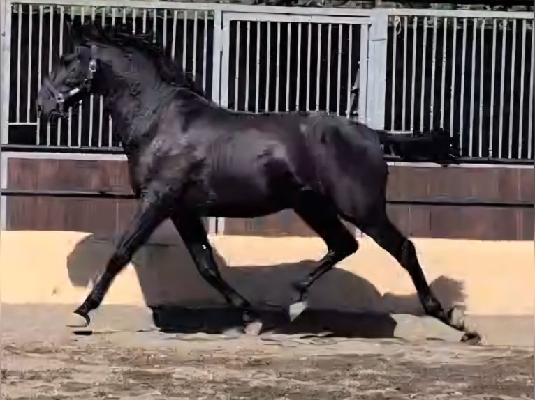 PRE Stallone 4 Anni 161 cm Morello in Valls