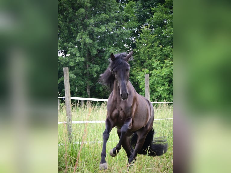 PRE Stallone 4 Anni 161 cm Morello in Mitterndorf an der Fischa