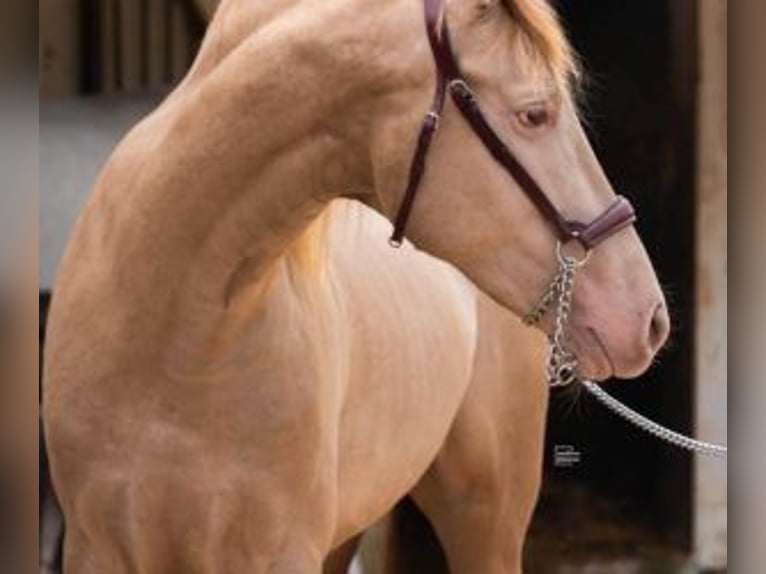 PRE Mix Stallone 4 Anni 161 cm Overo-tutti i colori in Mallorca