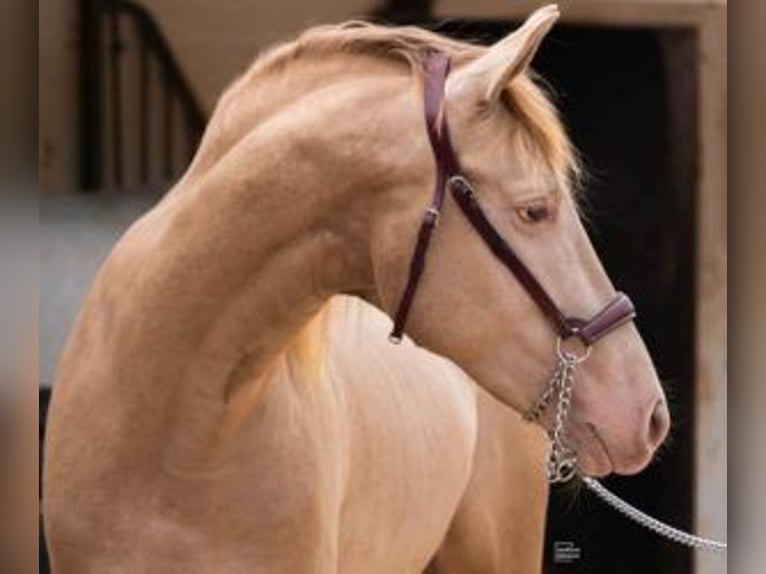 PRE Mix Stallone 4 Anni 161 cm Overo-tutti i colori in Mallorca