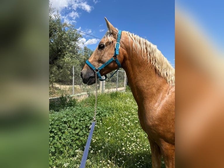 PRE Stallone 4 Anni 161 cm Palomino in Alicante