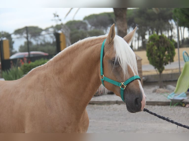 PRE Mix Stallone 4 Anni 161 cm Palomino in Hamburg