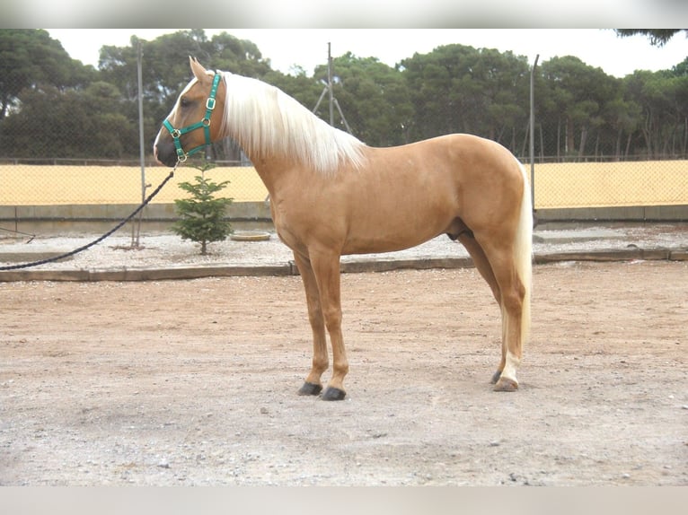 PRE Mix Stallone 4 Anni 161 cm Palomino in Hamburg