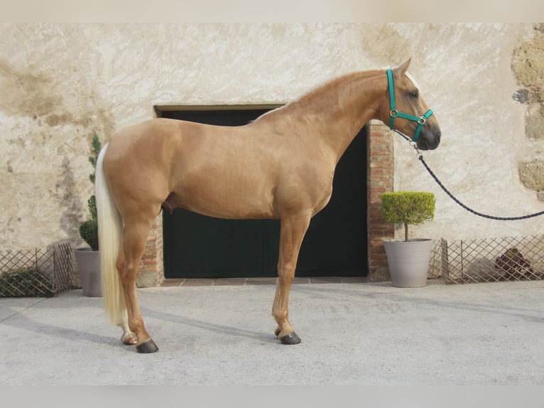PRE Mix Stallone 4 Anni 161 cm Palomino in Hamburg