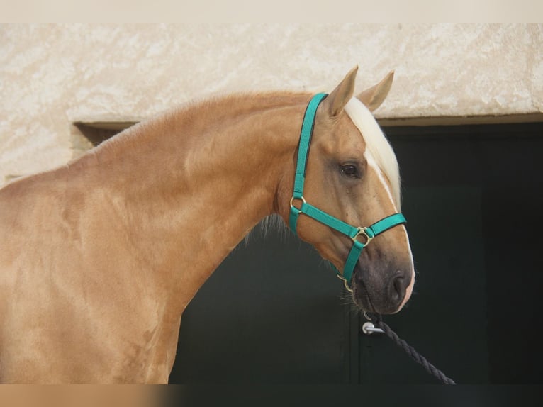 PRE Mix Stallone 4 Anni 161 cm Palomino in Hamburg