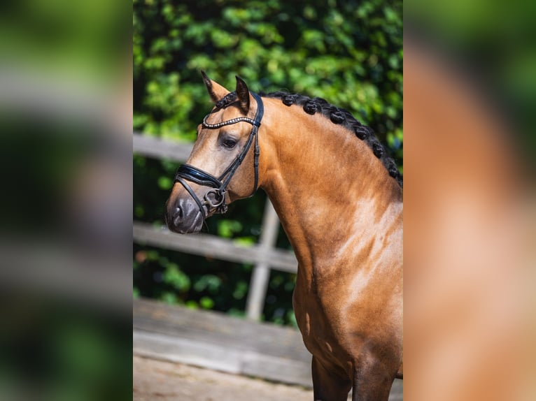 PRE Mix Stallone 4 Anni 161 cm Pelle di daino in Poeldijk