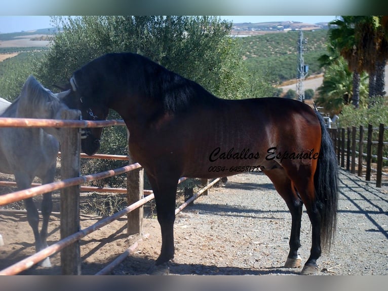 PRE Mix Stallone 4 Anni 162 cm Baio in vejer de la frontera