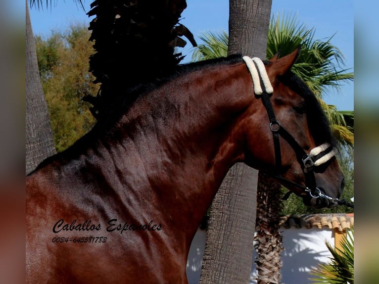 PRE Mix Stallone 4 Anni 162 cm Baio in vejer de la frontera